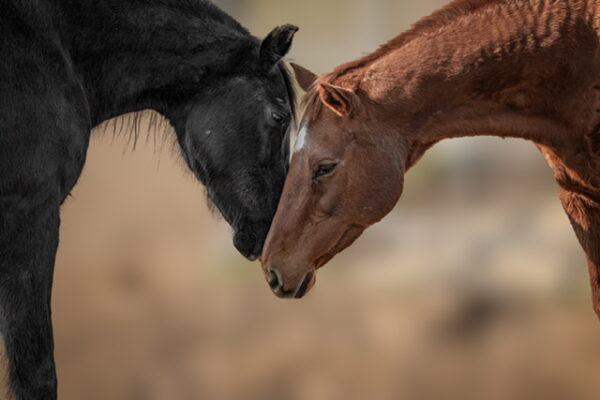 Tickets for Redwings Horse Sanctuary’s annual fundraiser are now available