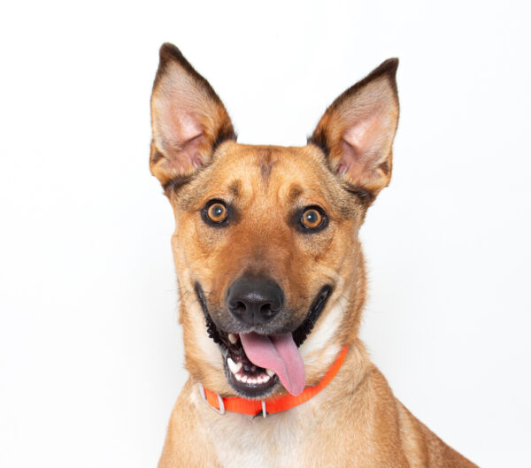 Adoptable Pet of the Week: Leo