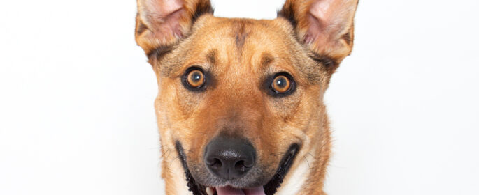 Adoptable Pet of the Week: Leo