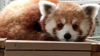 Charles Paddock Zoo welcomes new red panda, baby lemur