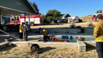 Firefighters rescue horse trapped in San Miguel pool