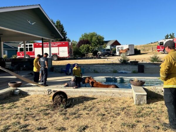 Firefighters rescue horse trapped in San Miguel pool