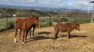 Annual fundraiser supports local animal sanctuary