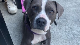 Adoptable Pet of the Week: Clementine