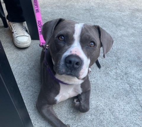 Adoptable Pet of the Week: Clementine