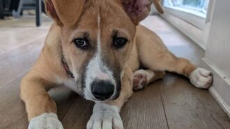 Adoptable Pet of the Week: Poppy