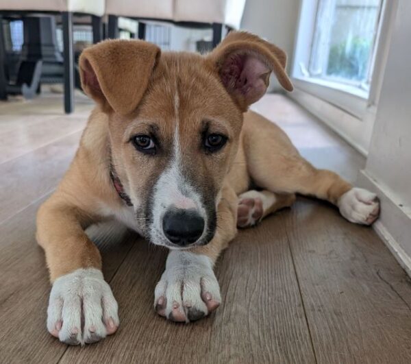 Adoptable Pet of the Week: Poppy
