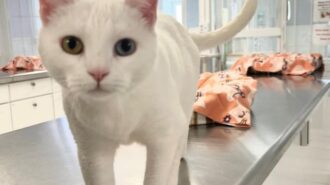 Adoptable Pet of the Week: Snow