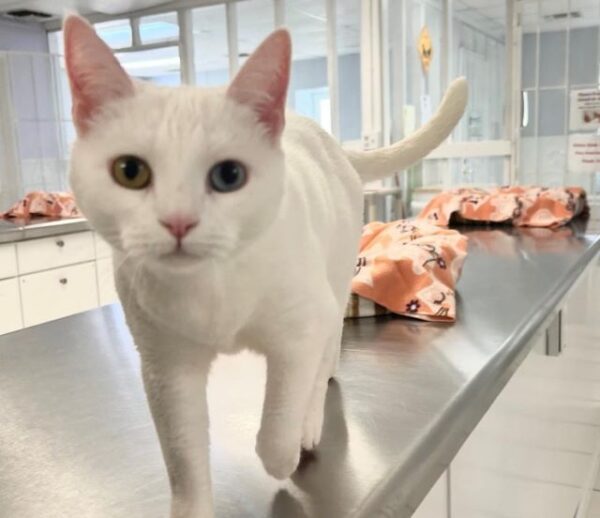 Adoptable Pet of the Week: Snow