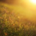 Warm, dry weather in the forecast for Paso Robles