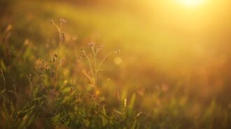 Warm, summer weather in the forecast this week for Paso Robles