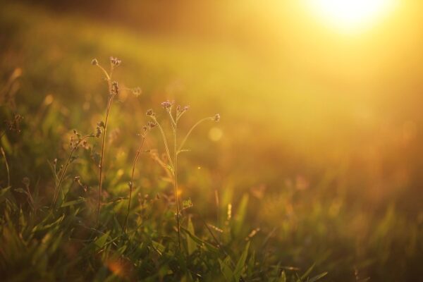 Warm, summer weather in the forecast this week for Paso Robles