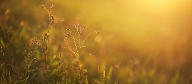 Warm, summer weather in the forecast this week for Paso Robles
