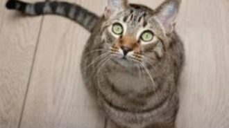 Adopt adult cats free during Woods Humane's 'Catchella' event