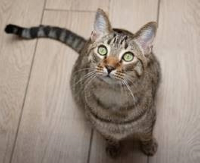 Adopt adult cats free during Woods Humane's 'Catchella' event