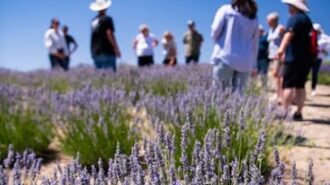 Hambly Lavender Farms opens for summer season in Paso Robles