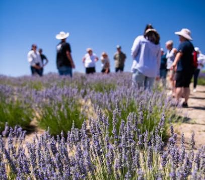 Hambly Lavender Farms opens for summer season in Paso Robles