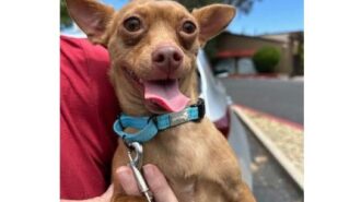 Adoptable pet of the week dobby