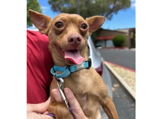 Adoptable pet of the week dobby