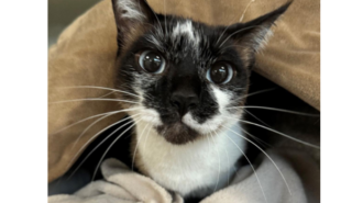 Adoptable Pet of the Week Mochi