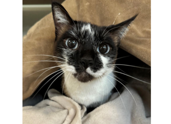 Adoptable Pet of the Week Mochi