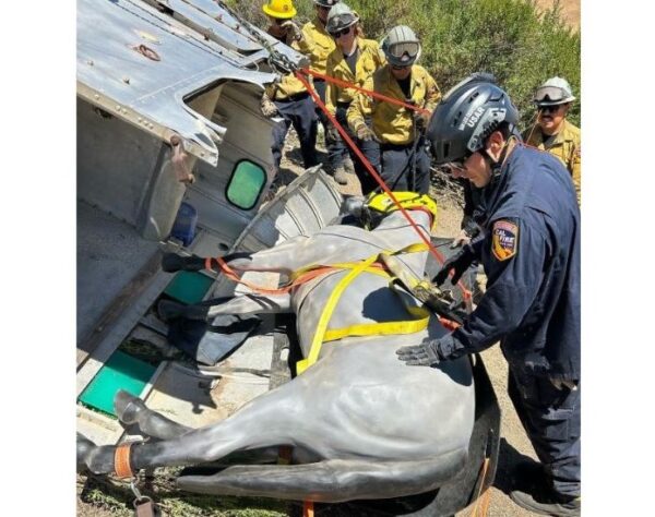 Large animal rescue drill held in North County