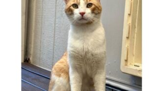 mimosa pet of the week