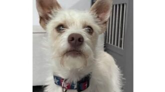 Adoptable Pet of the Week: Chowder