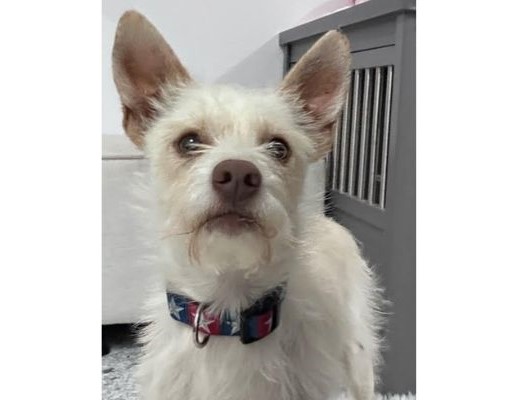 Adoptable Pet of the Week: Chowder