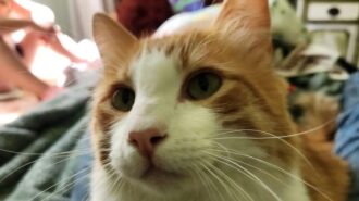 missing cat atascadero fire