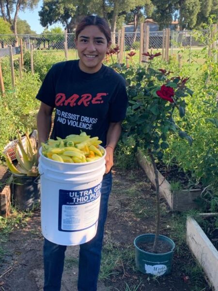 YouthWorks teen intern harvests produce produced on the YouthWorks farm.