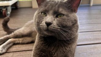 Adoptable Pet of the Week: Wanderlust