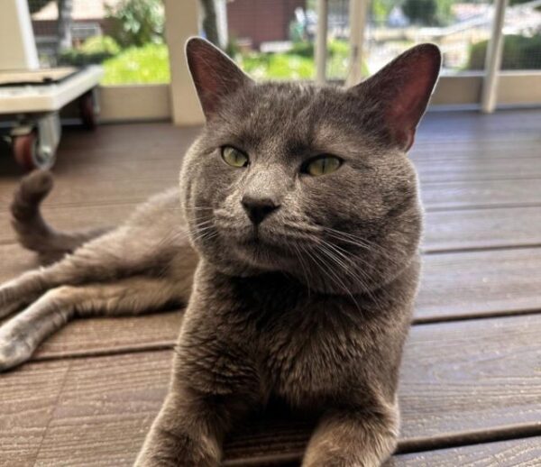 Adoptable Pet of the Week: Wanderlust