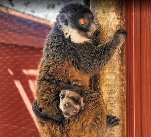 Brew at the Zoo returns Sept. 7