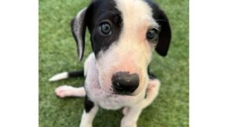 Adoptable Pet of the Week Rosemary