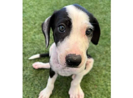 Adoptable Pet of the Week Rosemary