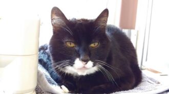 10-year-old cat is low-maintenance and seeks a quiet home