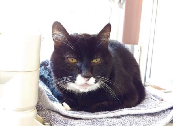 10-year-old cat is low-maintenance and seeks a quiet home