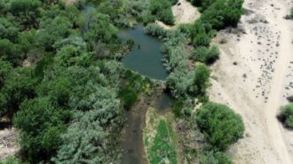 Conservation corps to harvest willow stakes for Salinas River project