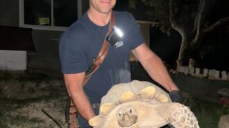 Firefighters assist with tortoise in rural Templeton