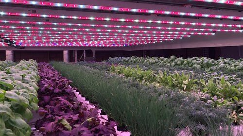 Paso Robles-based indoor vertical farming company begins shipping products