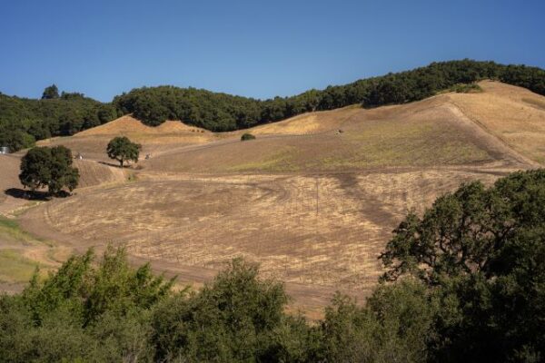 Fabres plan to develop the property over the next decade, adding a vineyard, winery, and tasting room