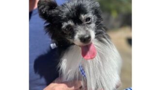 Adoptable Pet of the Week: Wanda