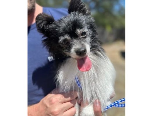 Adoptable Pet of the Week: Wanda
