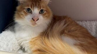 pet of the week ramen