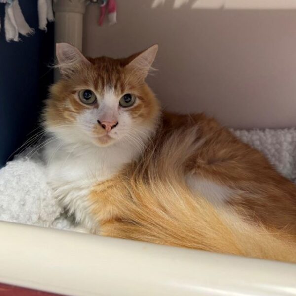 Adoptable Pet of the Week: Ramen