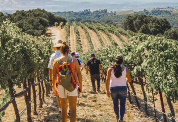 Paso Robles wine tour company ranks 5th in USA Today poll
