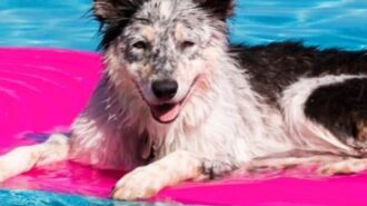 City shares tips on how to drain your pool and why it matters