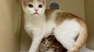 Adopt two kittens for one fee at Woods Humane