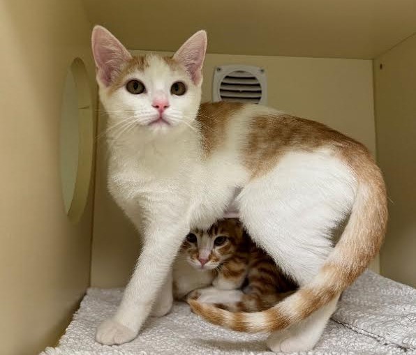 Adopt two kittens for one fee at Woods Humane